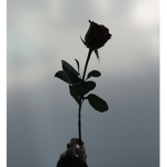 Vanta Roses Society