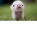 .PIGGS.