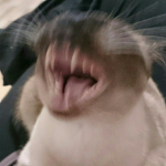 >vvitty<