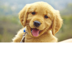 MRay524 Loves Dogs