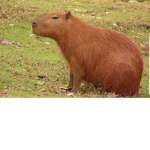 Capybara cool club