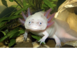 Axolotl fanclub uwu