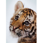 Cud's Tigers.