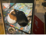 Pip and cookie the pigs