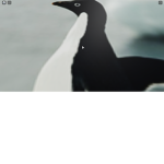 Crazy Penguin Studios