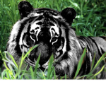 BloxBurg Fans Of BlackTiger