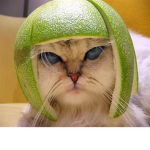 LimeCat studios