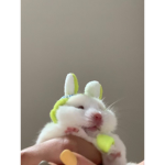 MintMint