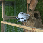 Bunny official group