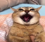 シグマのみ.