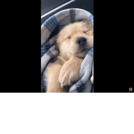 Nos encantan los perros