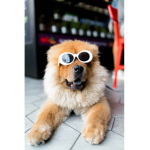 doggos cool