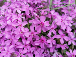 Flora120