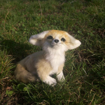 Sweet Fennec Foxes