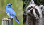 the mordecai and rigby fan club