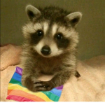 Raccoon Armyy