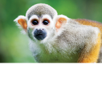 Anti Monkey Hate
