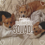 Corgi breakfast squad