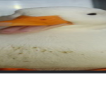 Fat Duck Group!