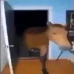 Hallοw