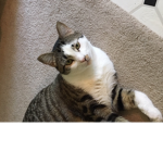 Gam3r cats