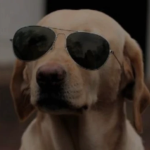 THE LIFE OF PUPS