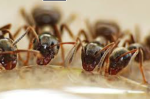 ANT ARMY DEFEAT THE FIRE