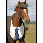 Horses r kool
