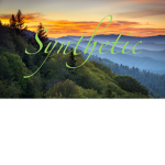 Synthetic's Donation Foundation