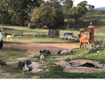 Farmies