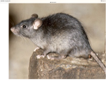 Home of the rats no cats