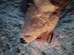 Foxy fan group77253