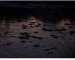 Alligator and Crocodile fan group