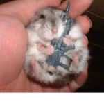 hamster with a gun