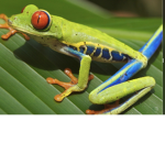 THE COOL FROG GROUP