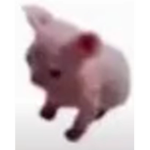 bingus cIub