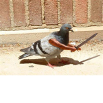 Pigeon A rmy