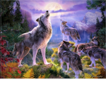 Artic Wolfs