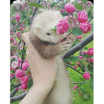 Ferret Club