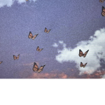 Out of this world {butterfly edition}