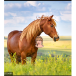 Summer_horse