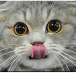 EPIC CATZ