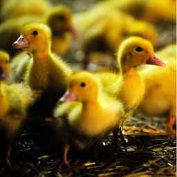 🔥Running ducks🔥