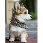 Corgis Clothing