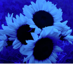 ~..sunflowerz..~
