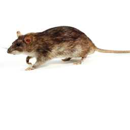 [UPDATE] The Rat Clan Hangout