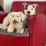Les chiens des pays