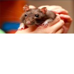 Rat FanClub 2.0
