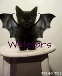 Wstellars