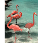 ・flamingo・